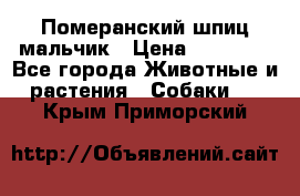 Померанский шпиц мальчик › Цена ­ 30 000 - Все города Животные и растения » Собаки   . Крым,Приморский